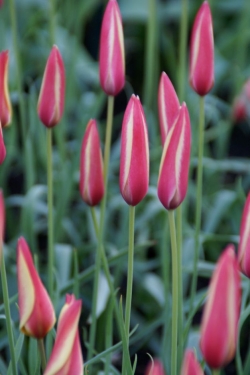 Tulp Clusiana Cynthia